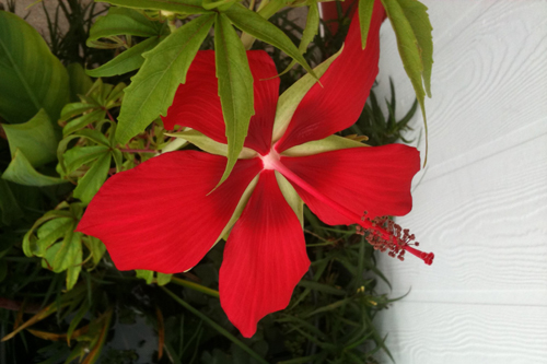 picture of Red Night Blooming Water Hibiscus Potted Reg                                                         Hibiscus acetosella