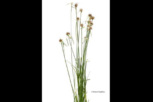 picture of Star Grass Potted Reg                                                                                Dichromena colorata