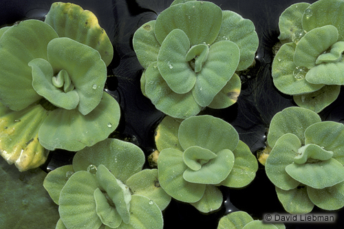 picture of Rosette Water Lettuce Floating Plant                                                                 Pistia sp.