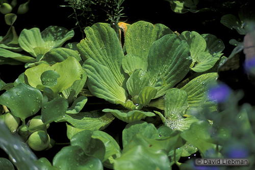 picture of Water Lettuce Floating Plant                                                                         Pistia stratiotes 