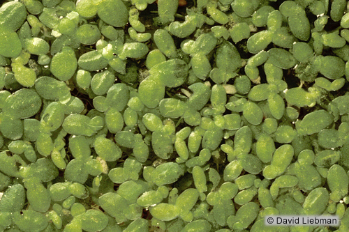 picture of Duckweed Floating Plant 1/4 lb                                                                       Lemna minor
