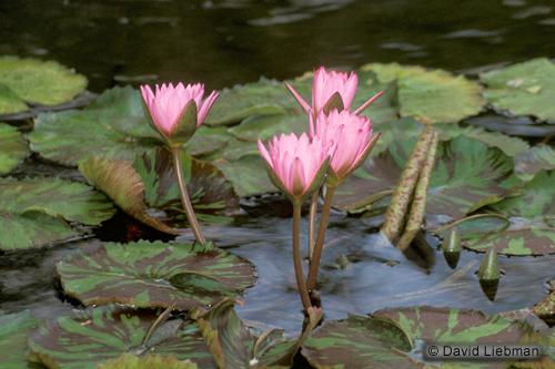 picture of Pink Hardy Water Lily                                                                                Nymphaea sp.