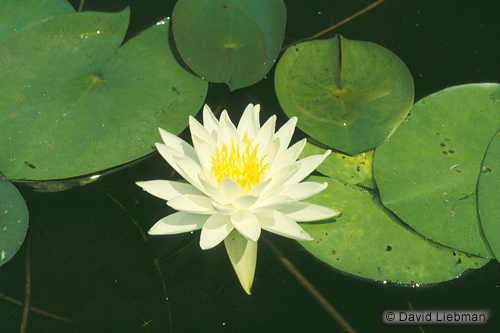 picture of White Hardy Water Lily                                                                               Nymphaea sp.