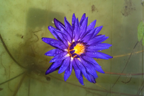 picture of Purple Tanzanite Tropical Water Lily                                                                 Nymphaea sp.