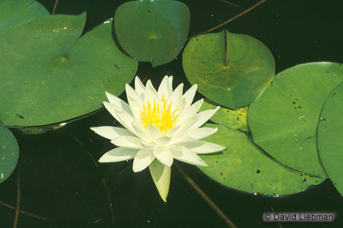 picture of White Tropical Water Lily                                                                            Nymphaea sp.
