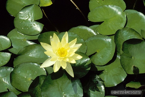 picture of Yellow Tropical Water Lily                                                                           Nymphaea sp.