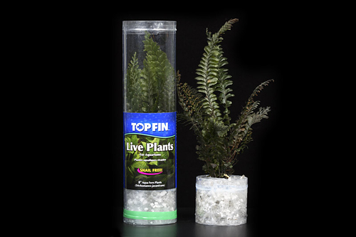 picture of Aqua Fern Plant Packaged 4