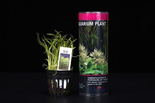 picture of Micro Sword Plant Tube Pack Reg                                                                      Lilaeopsis novae-zelandiae