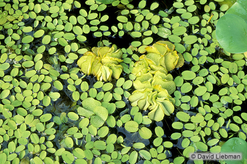 picture of Salvinia Floating Plant Packaged                                                                     Salvinia minima